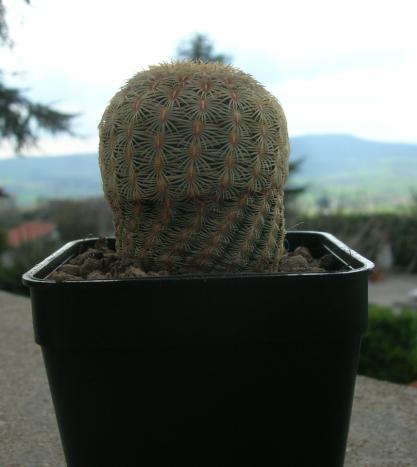 Echinocereus  rigidissimus 