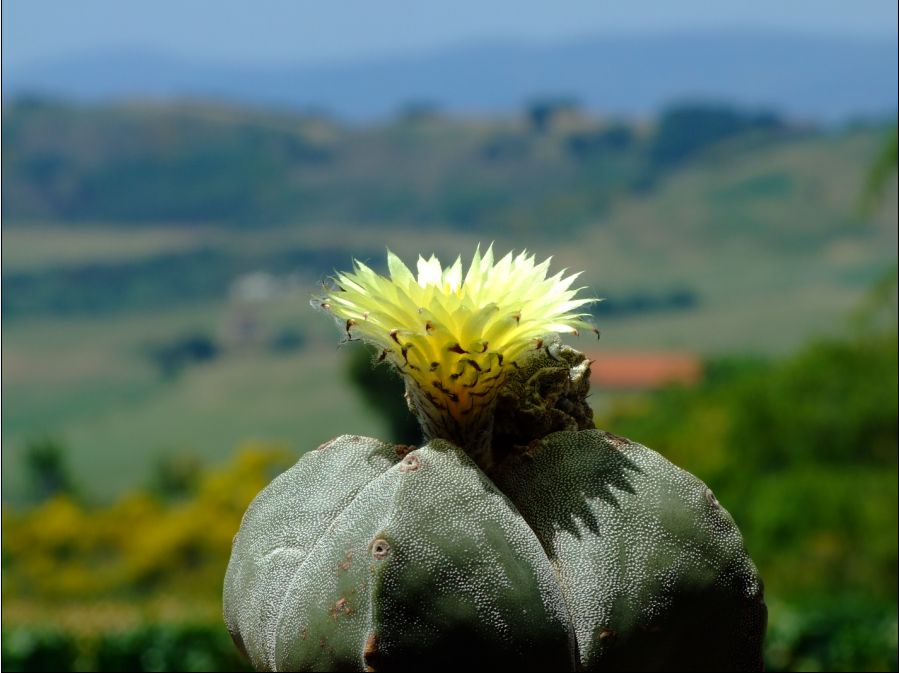 Astrophytum myriostigma 