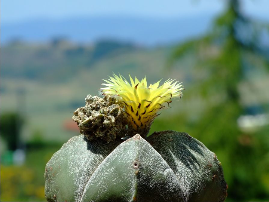 Astrophytum myriostigma 