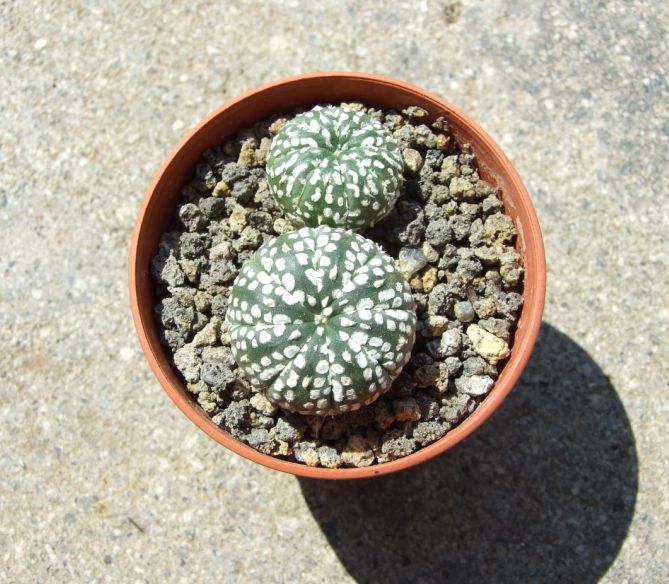 Astrophytum asterias cv. super kabuto 