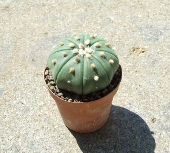 Astrophytum asterias v. nudum 