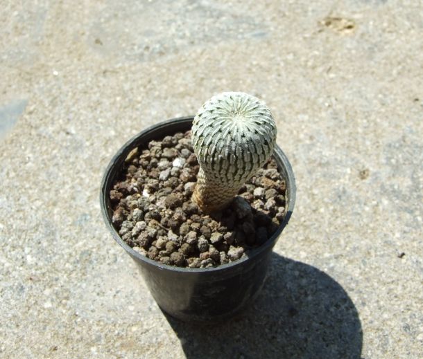 Turbinicarpus pseudopectinatus 