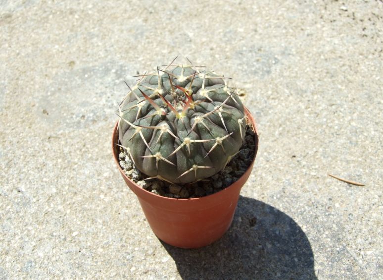 Gymnocalycium asterium v. paucispinum 