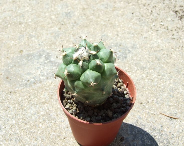 Turbinicarpus lophophoroides 