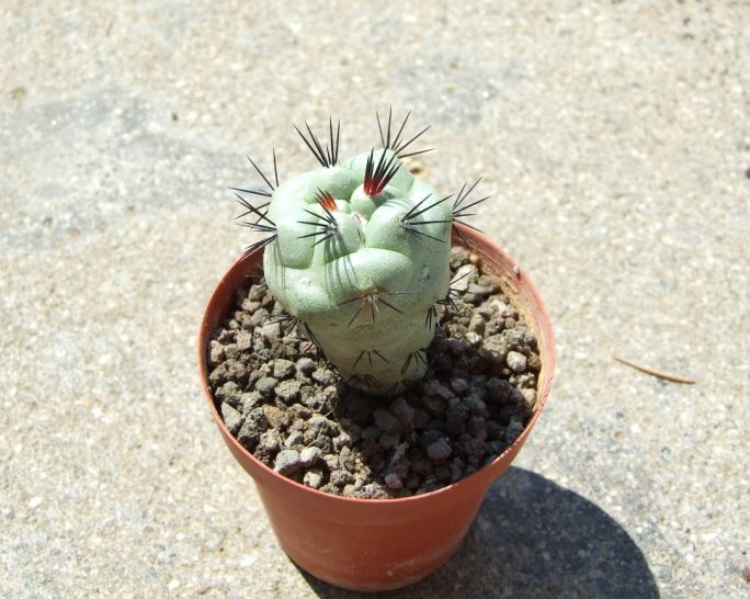 Ortegocactus macdougallii 