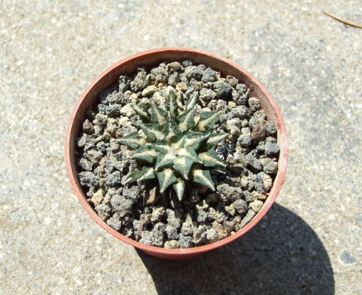 Ariocarpus kotschoubeyanus 