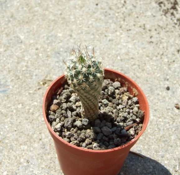 Turbinicarpus krainzianus v. minimus 