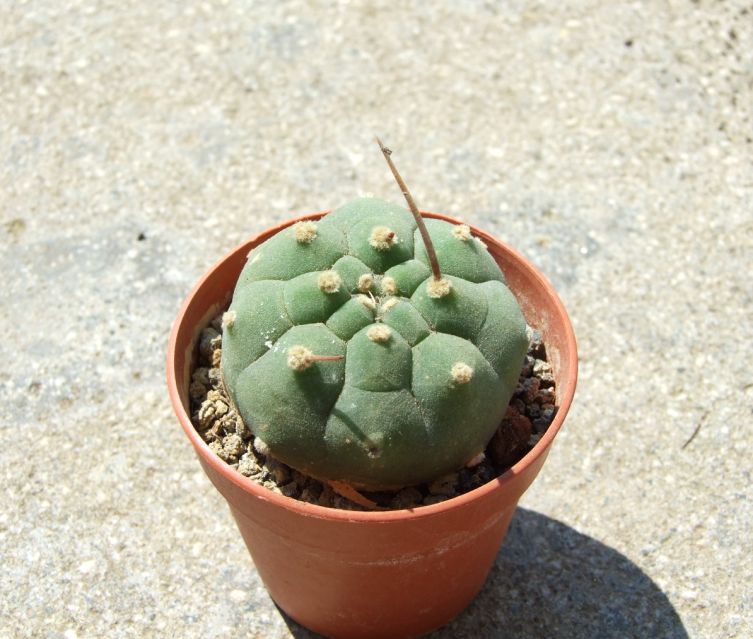 Matucana madisoniorum 