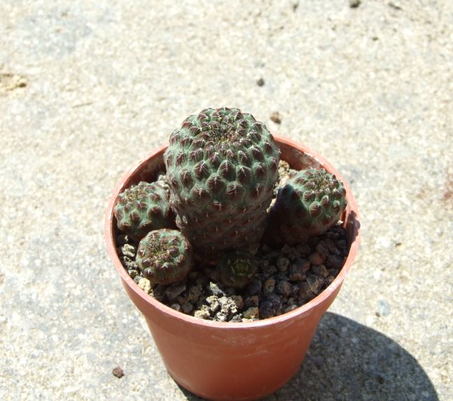 Sulcorebutia rauschii 