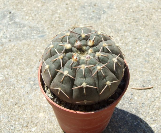 Gymnocalycium asterium v. paucispinum 