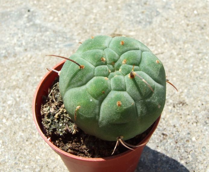 Matucana madisoniorum 