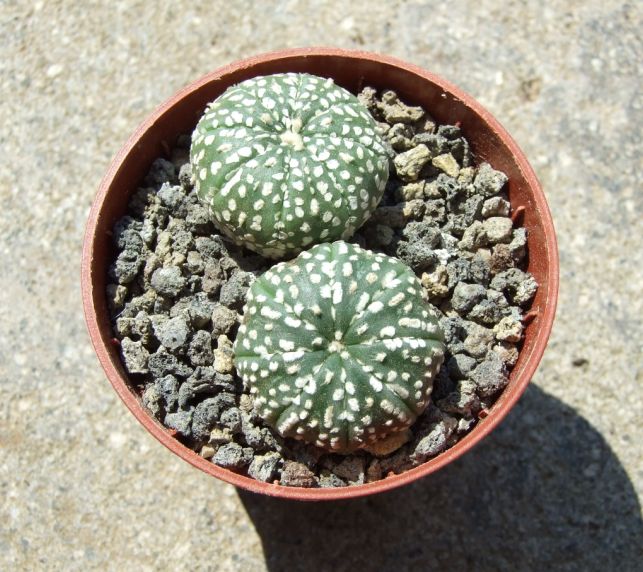 Astrophytum asterias cv. Super Kabuto 