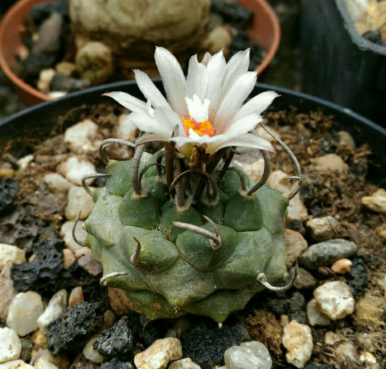 Turbinicarpus polaskii 