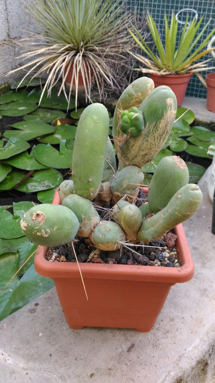 Trichocereus bridgesii f. monstruosus 