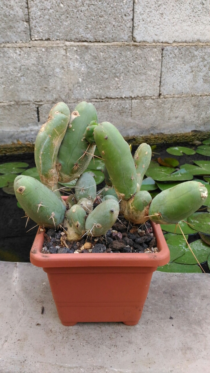 Trichocereus bridgesii f. monstruosus 