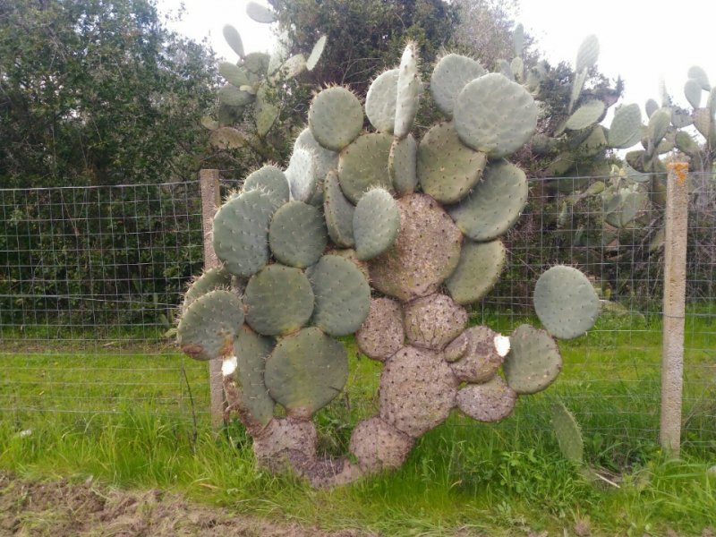 Opuntia robusta 