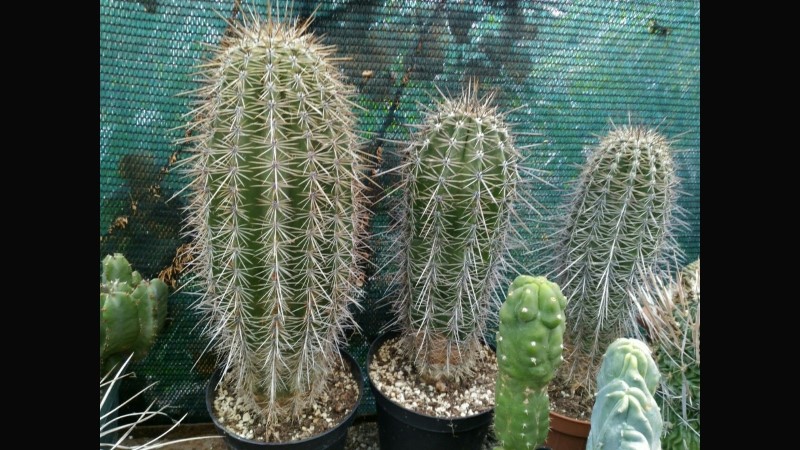 carnegiea gigantea
