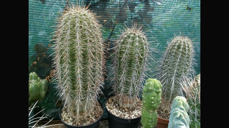 Carnegiea gigantea 