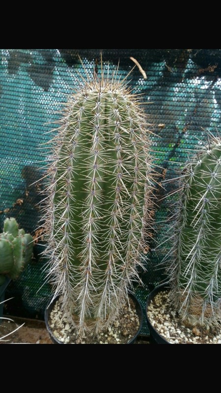 Carnegiea gigantea 