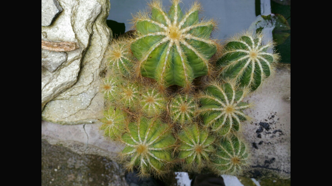 Parodia magnifica 