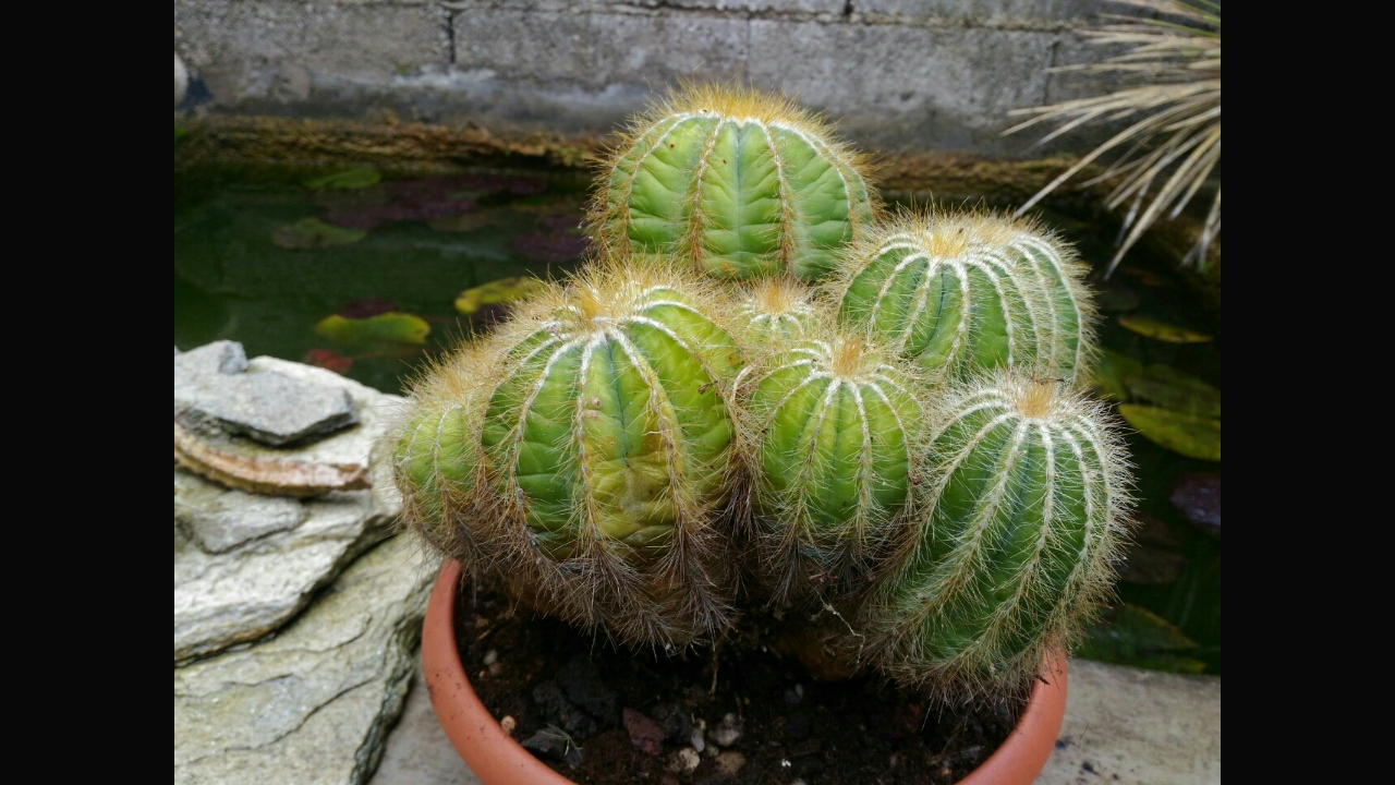 Parodia magnifica 