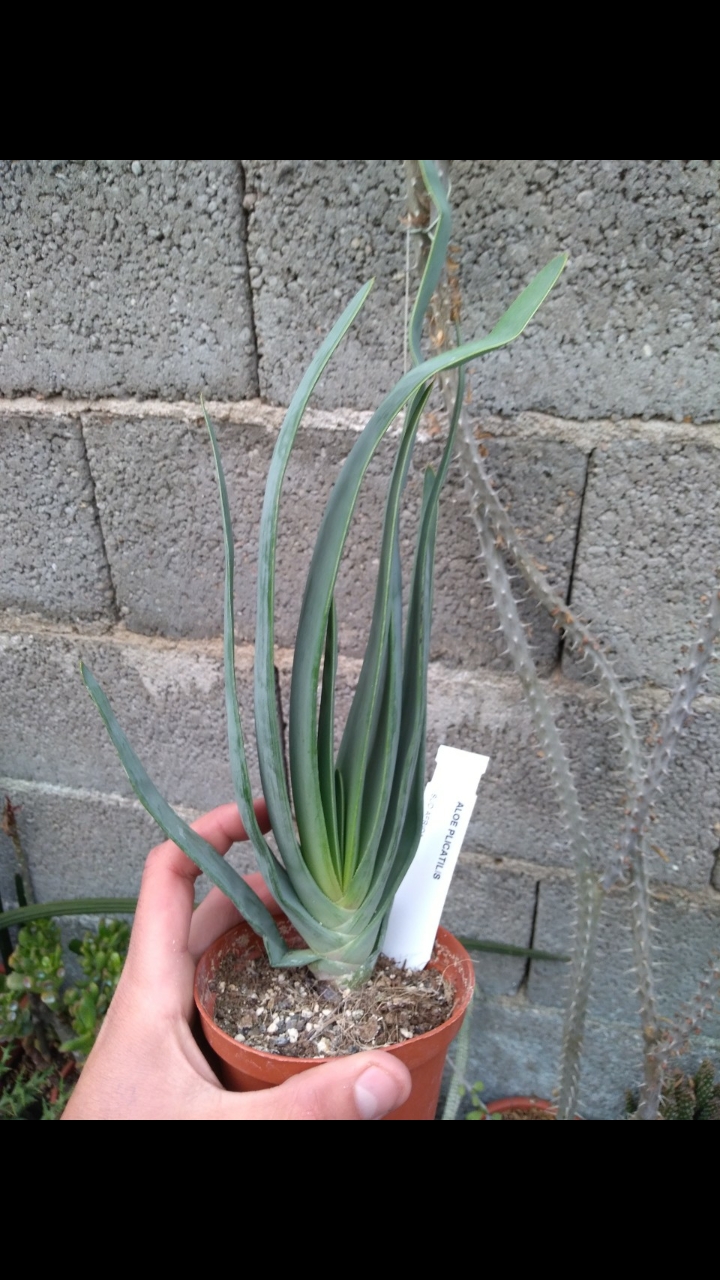 Aloe plicatilis 