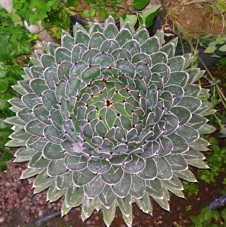 Agave victoriae-reginae 