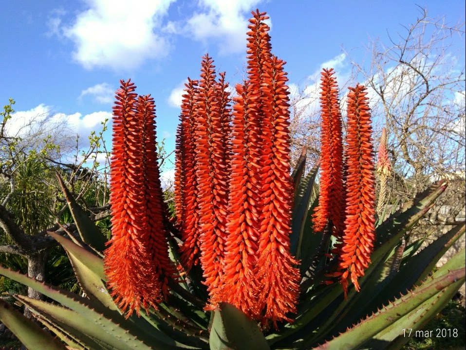 Aloe ferox 