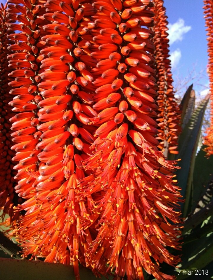 Aloe ferox 