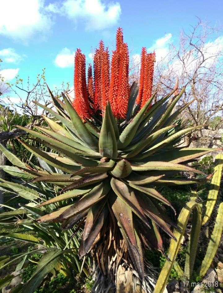 Aloe ferox 