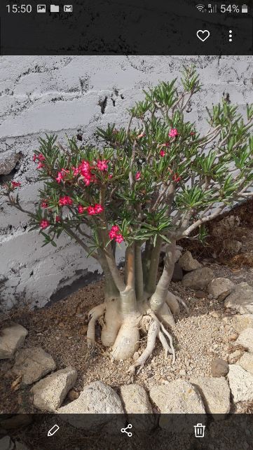 Adenium somalense 