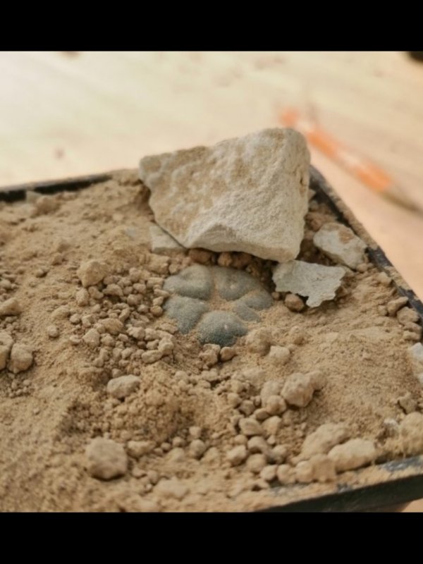 lophophora williamsii v. pentagona