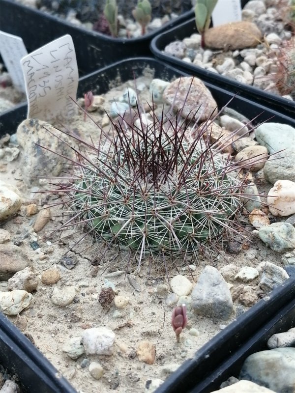 Mammillaria lindsayi 