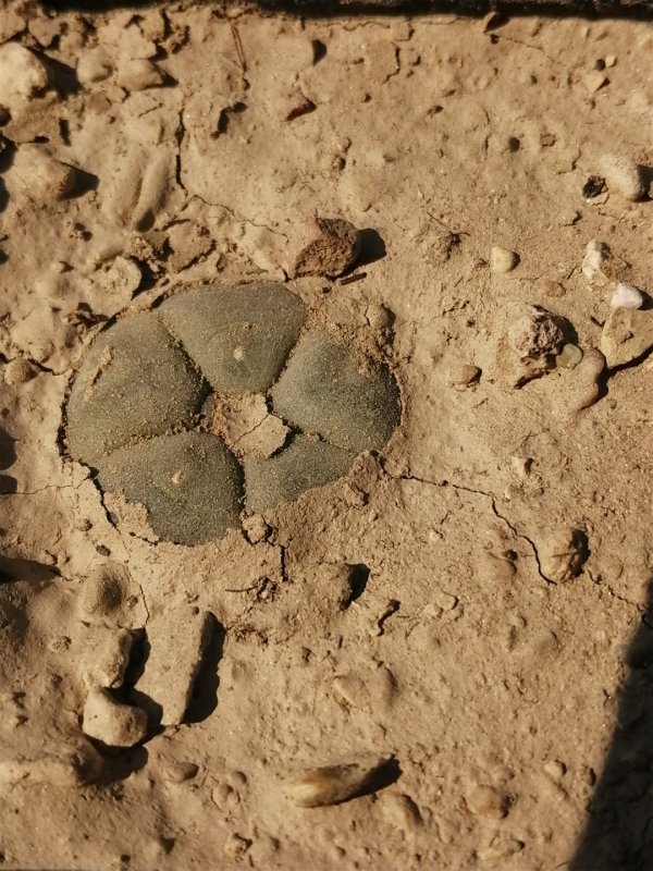 Lophophora williamsii 