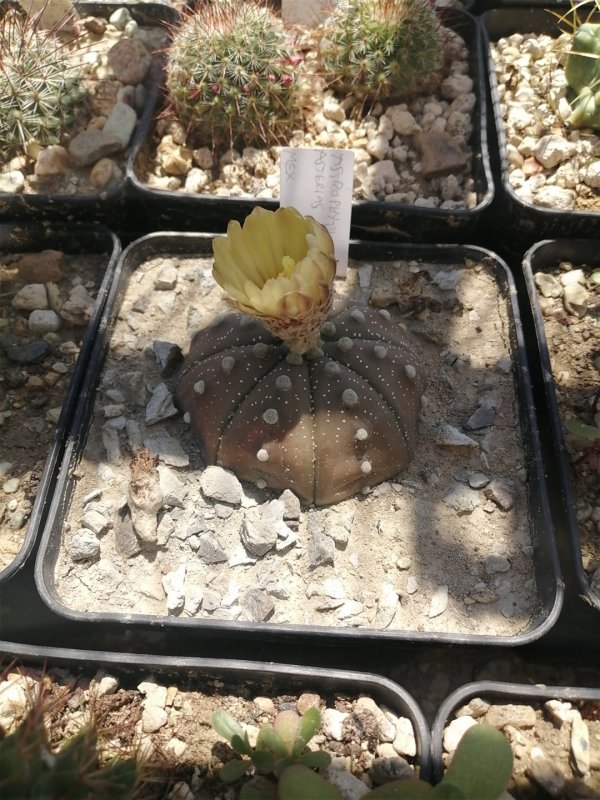 Astrophytum asterias 