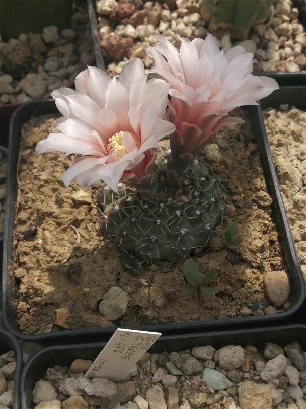 Gymnocalycium quehlianum 