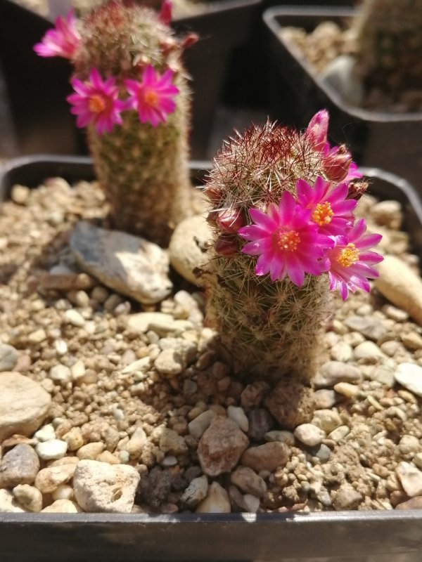 Mammillaria viperina 