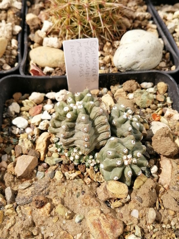 Echinocereus triglochidiatus mojavensis inermis 