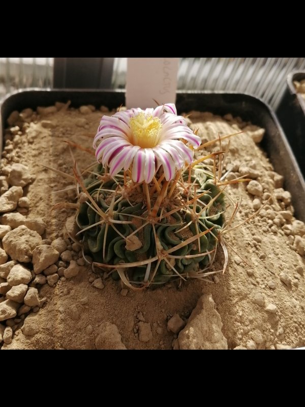 stenocactus multicostatus