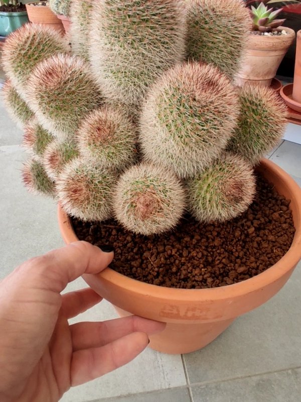 Mammillaria  