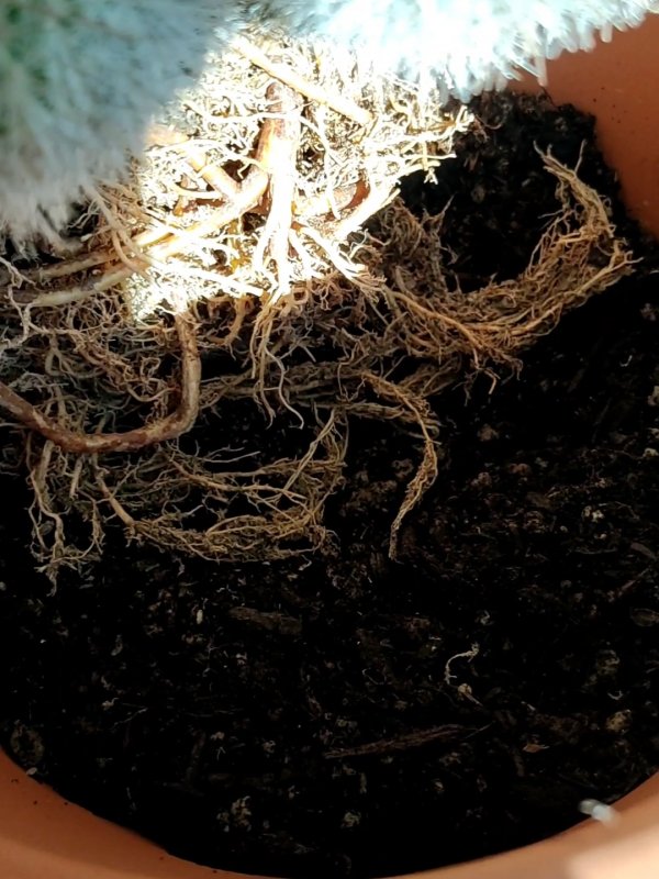 Mammillaria  