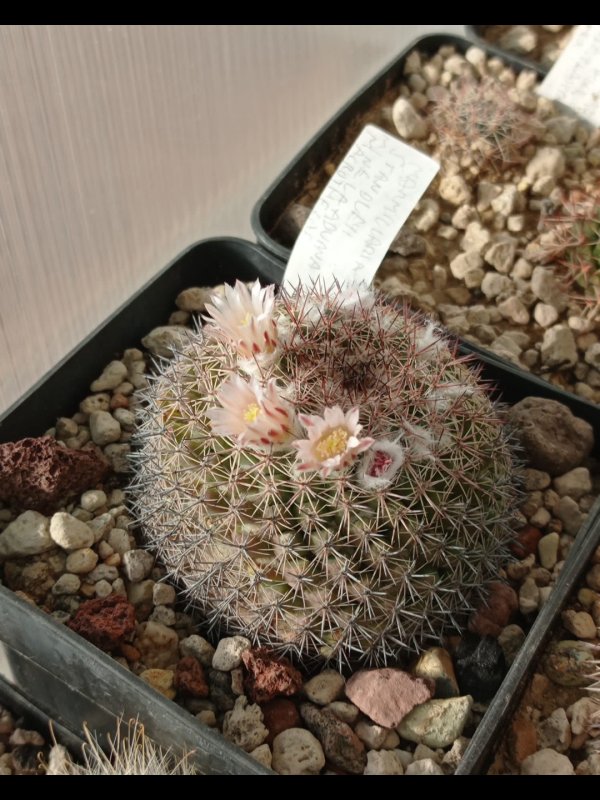 Mammillaria standleyi 