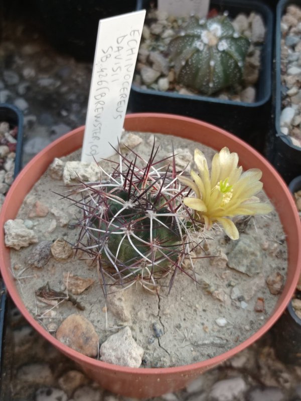 echinocereus  davisii