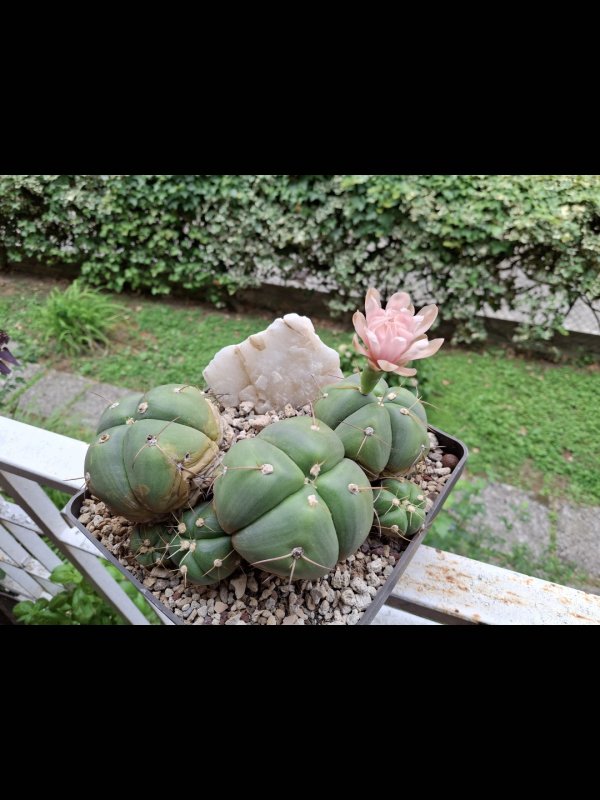 Gymnocalycium horstii 