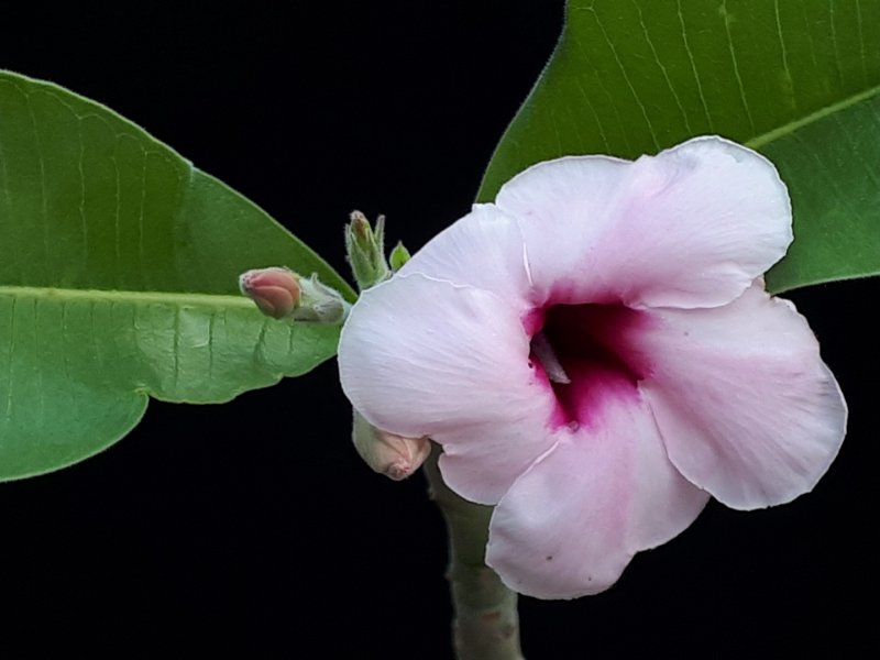 adenium boehmianum