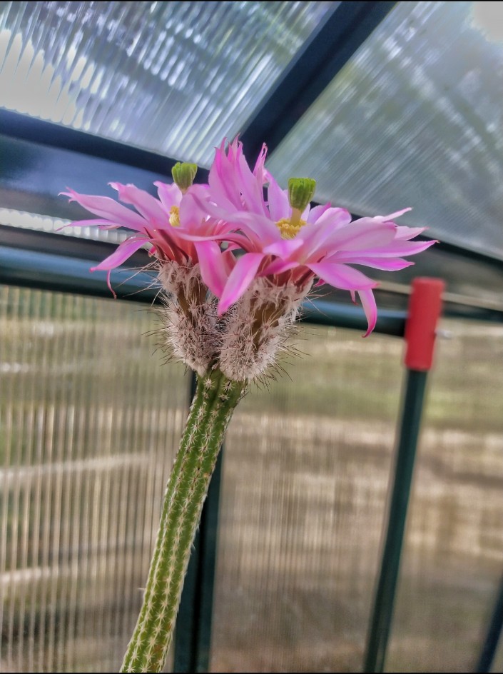 Wilcoxia poselgeri 