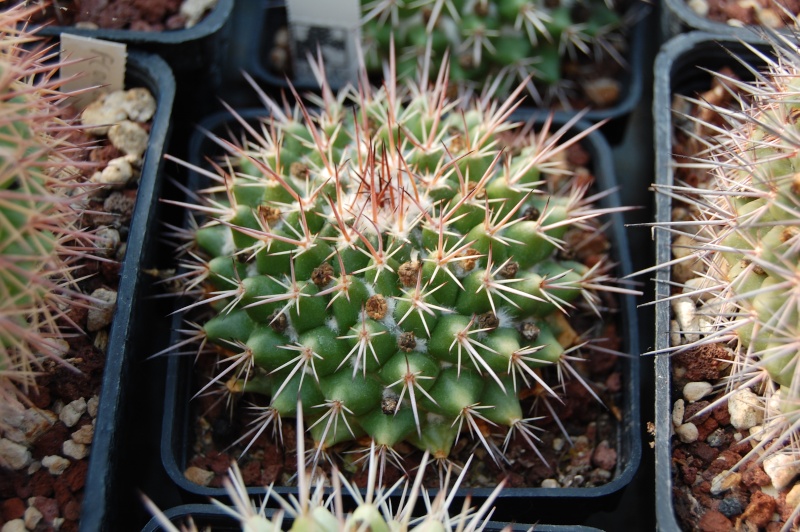 Mammillaria scrippsiana v. armeria REP 1618