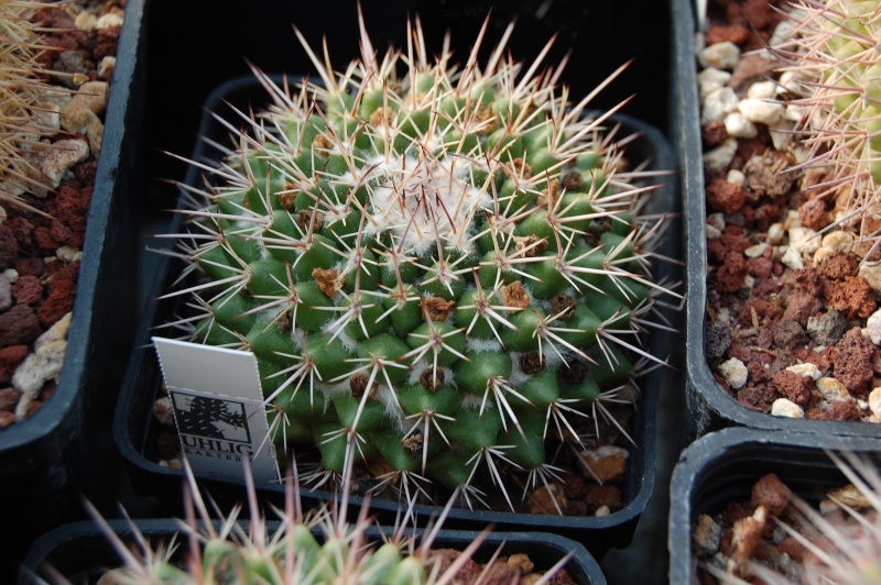 Mammillaria scrippsiana v. armeria REP 1618