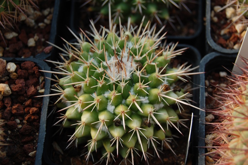 Mammillaria scrippsiana v. armeria REP 1618