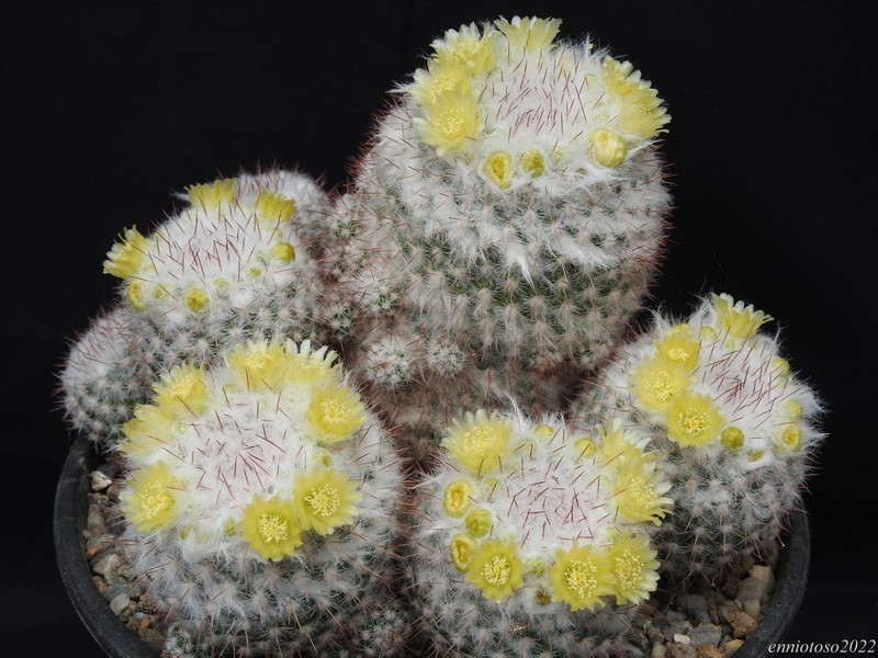 Mammillaria scrippsiana ssp. schumacheri jmc 5279